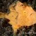 frogfish_painted_ta_hsb_r_h_0139_kom3186.jpg